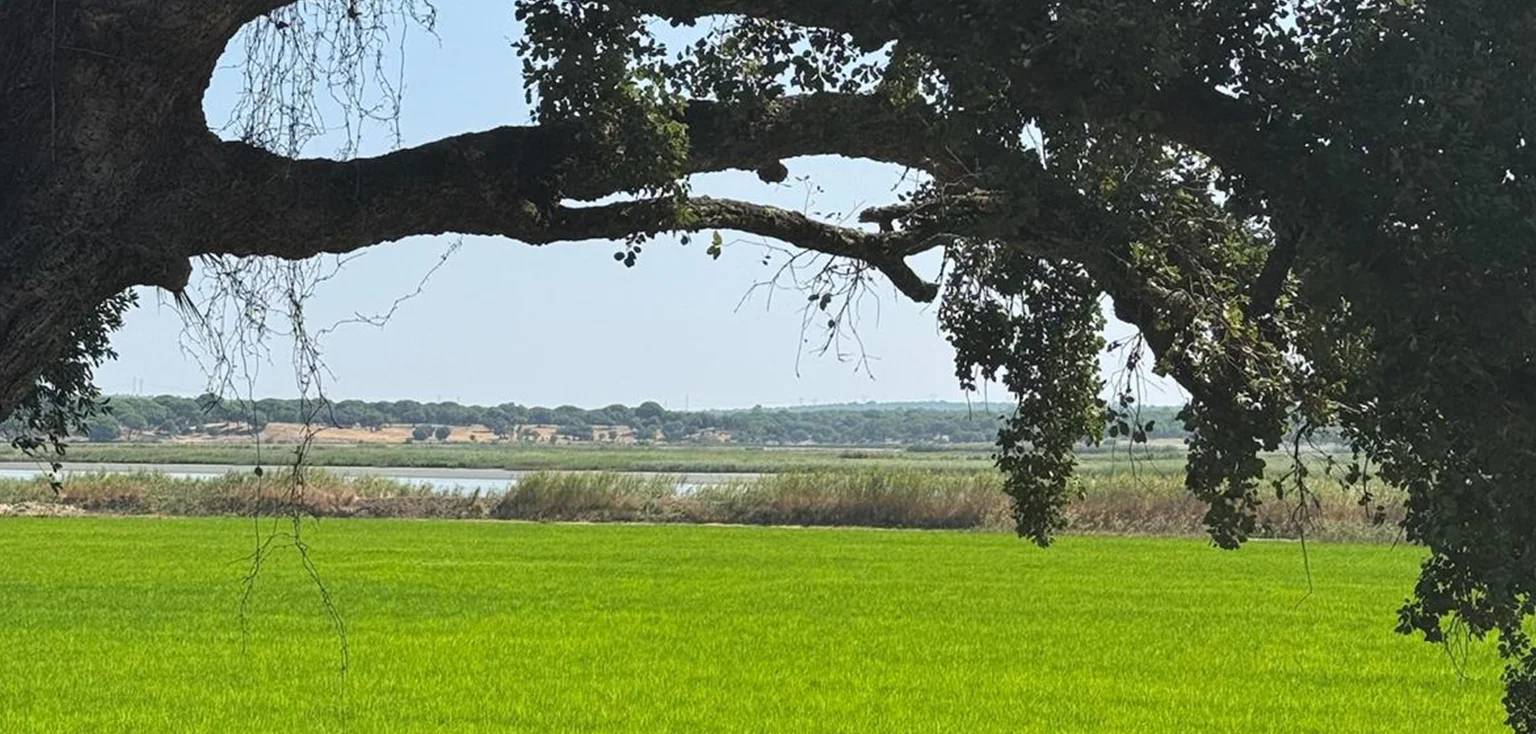 Rice fields and cork oak tree near Comporta, on the cycling route from Casa Fortunato
