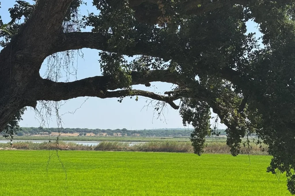 Cork oak tree framing bright green rice fields along the cycling route near Comporta, Alentejo