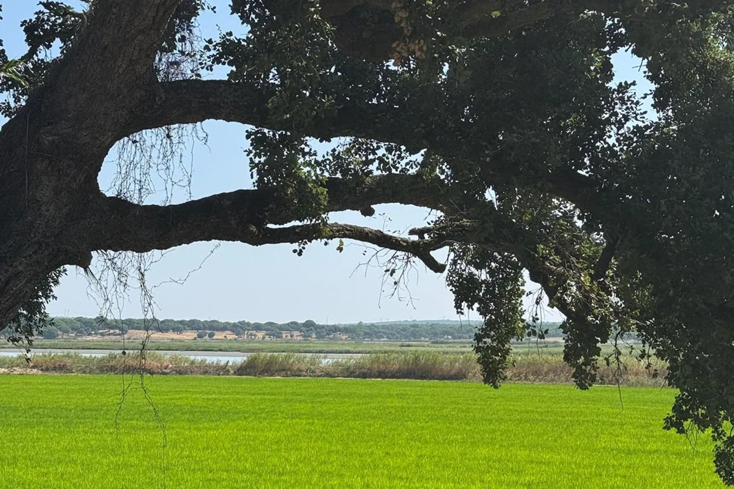 Cork oak tree framing bright green rice fields along the cycling route near Comporta, Alentejo